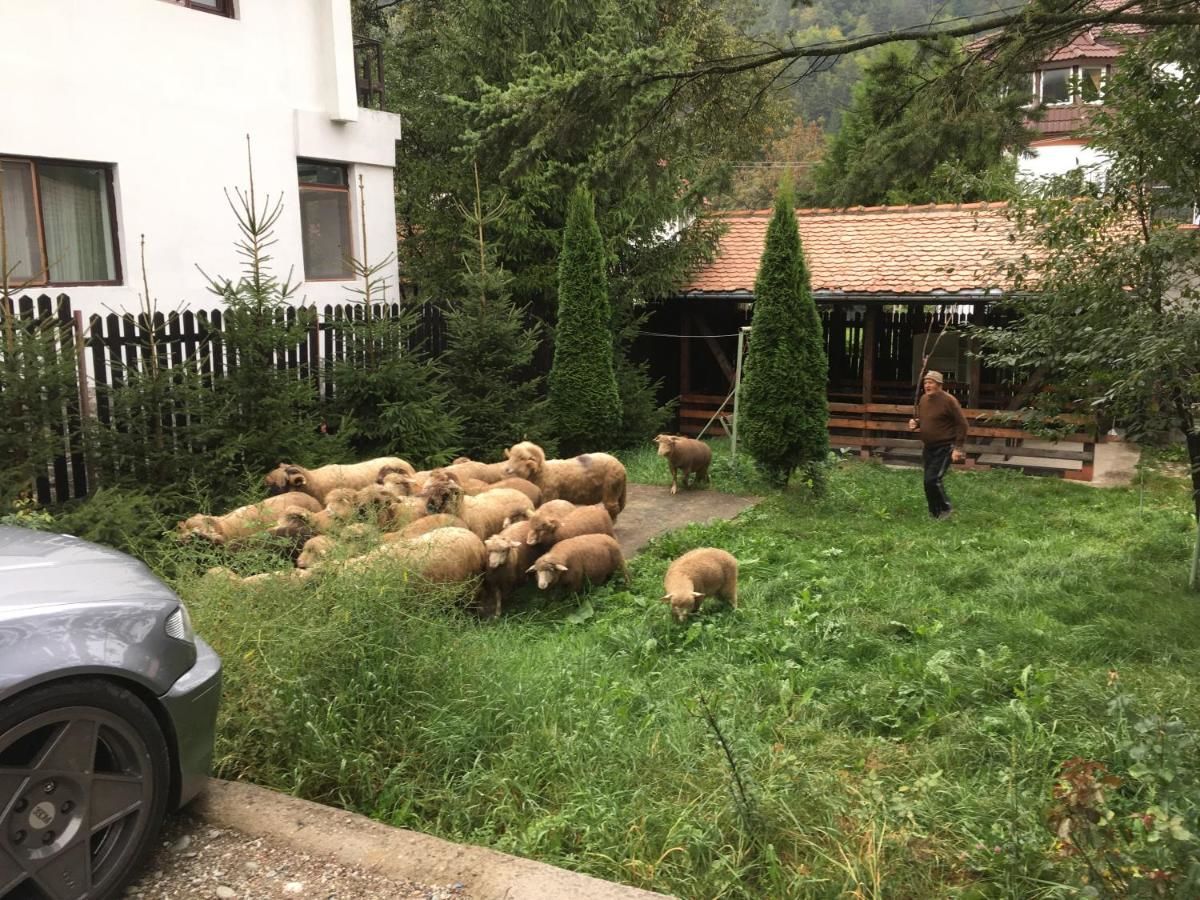 Лоджи Cabana Sabrina Бран-28